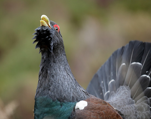 Capercaillie Tetrao urogallus