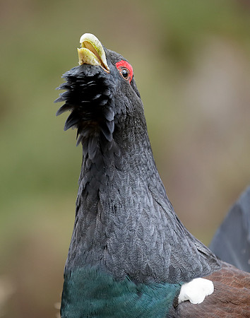 Capercaillie Tetrao urogallus