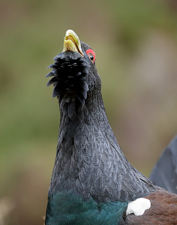 Capercaillie Tetrao urogallus
