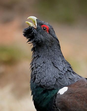 Capercaillie Tetrao urogallus