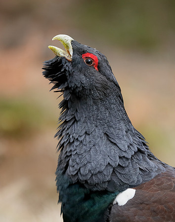 Capercaillie Tetrao urogallus