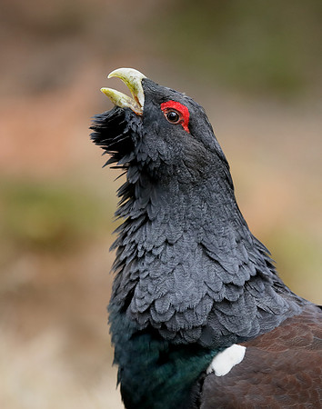 Capercaillie Tetrao urogallus