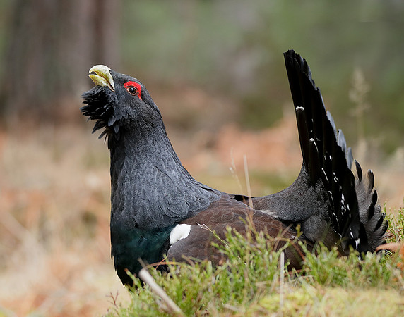 Capercaillie Tetrao urogallus