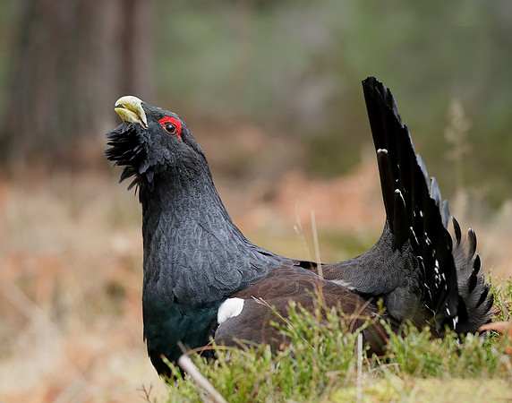 Capercaillie Tetrao urogallus