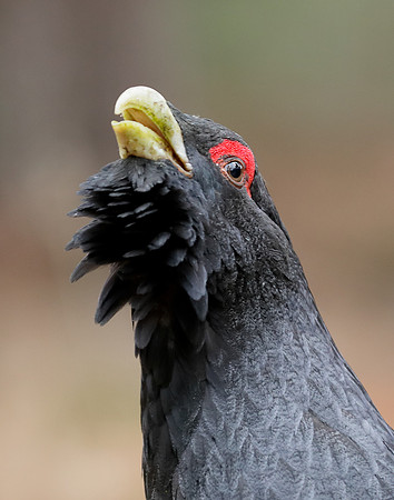 Capercaillie Tetrao urogallus