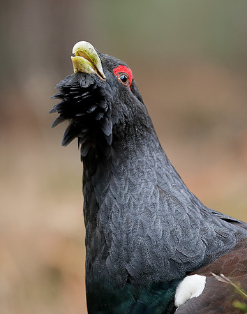 Capercaillie Tetrao urogallus
