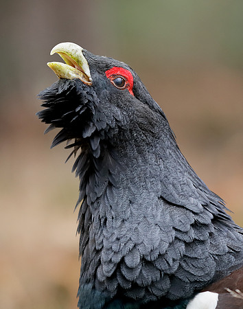 Capercaillie Tetrao urogallus