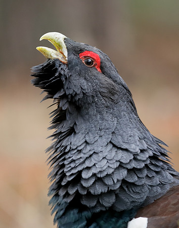 Capercaillie Tetrao urogallus