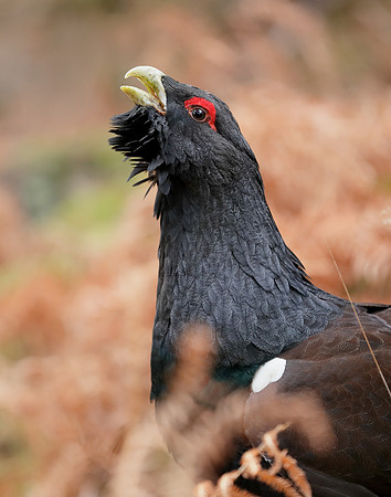Capercaillie Tetrao urogallus