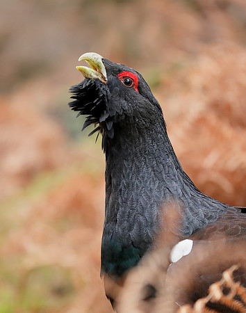 Capercaillie Tetrao urogallus