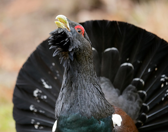 Capercaillie Tetrao urogallus