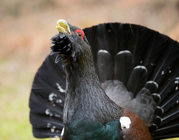 Capercaillie Tetrao urogallus