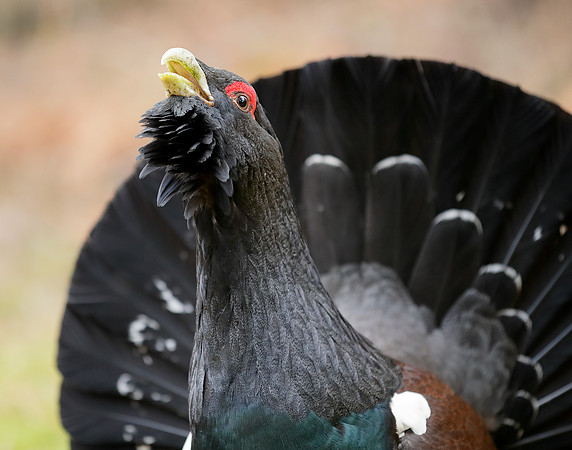 Capercaillie Tetrao urogallus