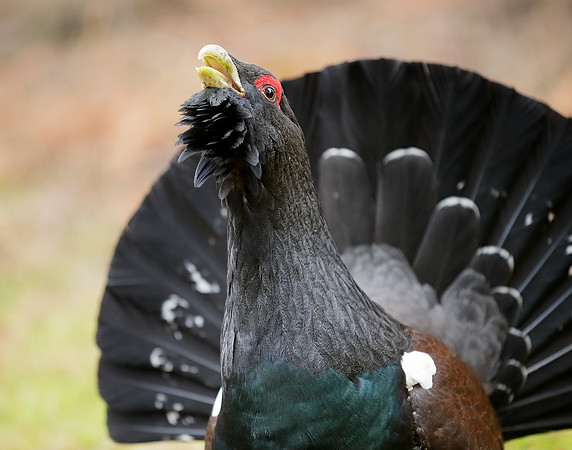 Capercaillie Tetrao urogallus