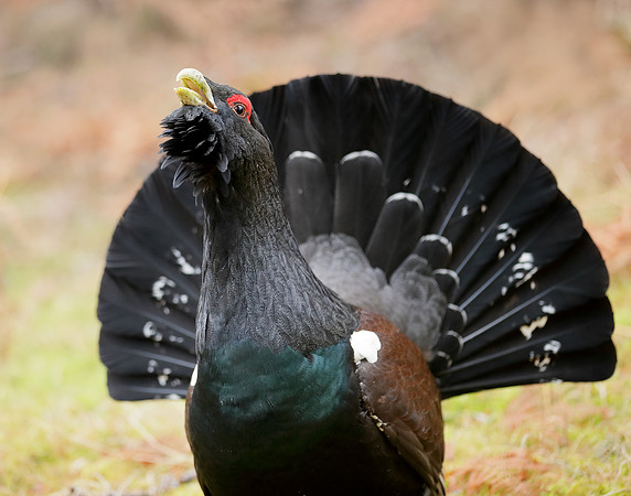 Capercaillie Tetrao urogallus