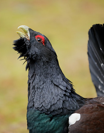Capercaillie Tetrao urogallus
