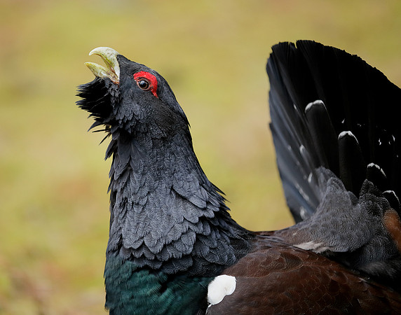 Capercaillie Tetrao urogallus
