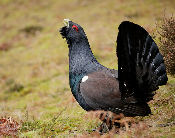 Capercaillie Tetrao urogallus