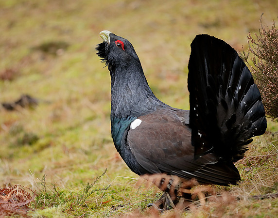 Capercaillie Tetrao urogallus