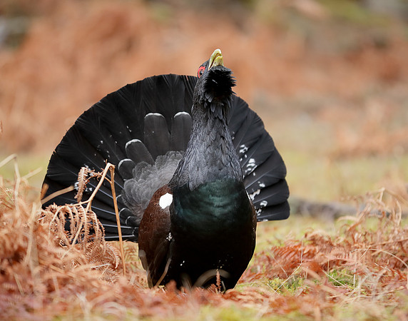 Capercaillie Tetrao urogallus
