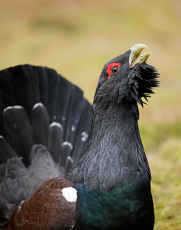 Capercaillie Tetrao urogallus