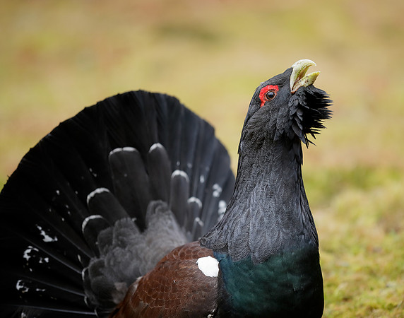 Capercaillie Tetrao urogallus