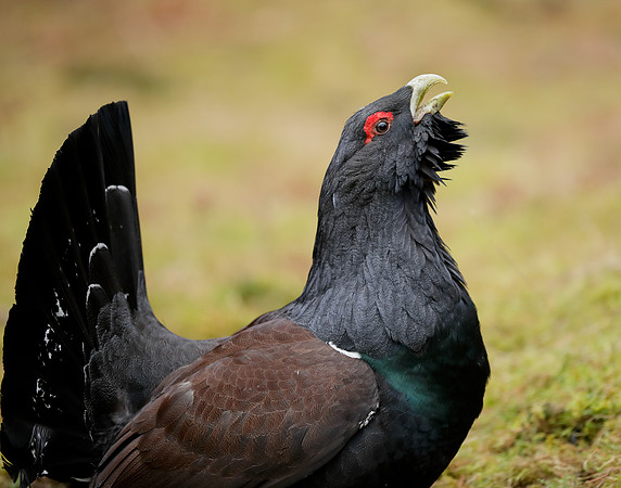 Capercaillie Tetrao urogallus