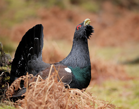Capercaillie Tetrao urogallus