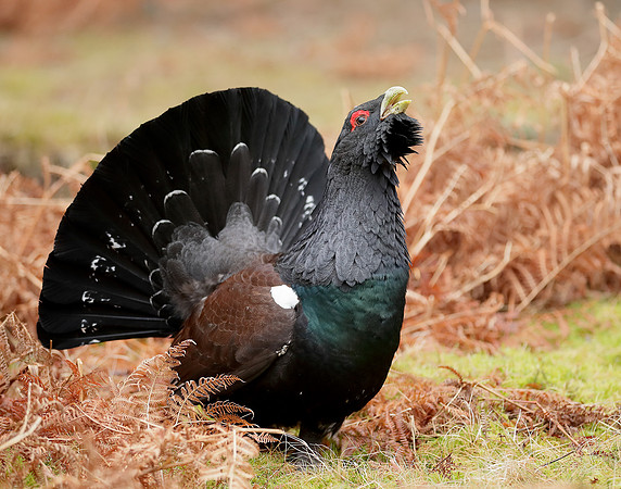 Capercaillie Tetrao urogallus