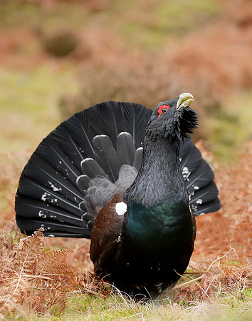 Capercaillie Tetrao urogallus