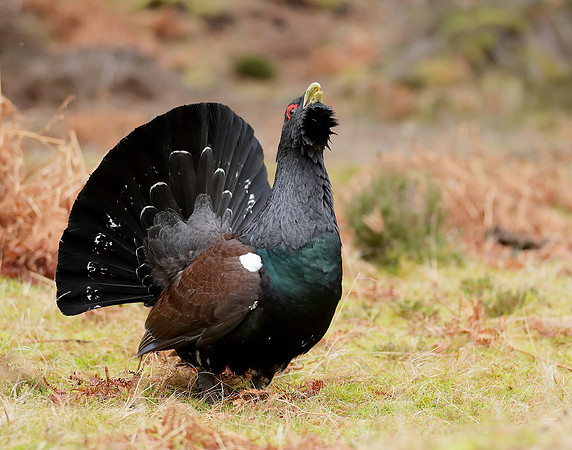 Capercaillie Tetrao urogallus