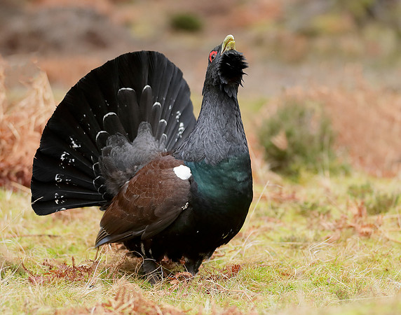 Capercaillie Tetrao urogallus