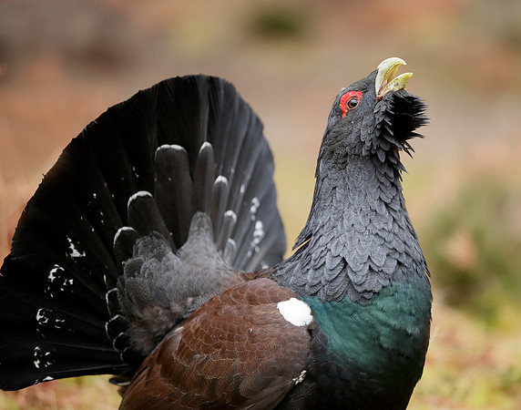 Capercaillie Tetrao urogallus