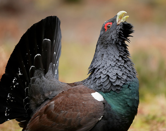 Capercaillie Tetrao urogallus