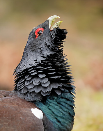 Capercaillie Tetrao urogallus