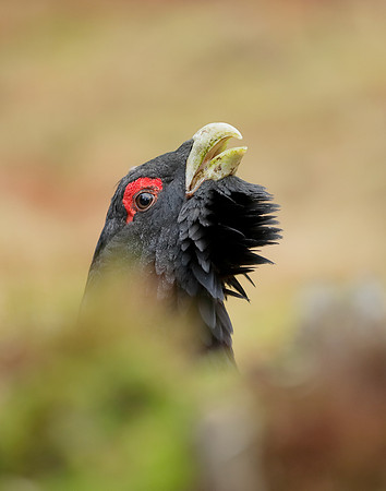 Capercaillie Tetrao urogallus