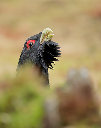 Capercaillie Tetrao urogallus