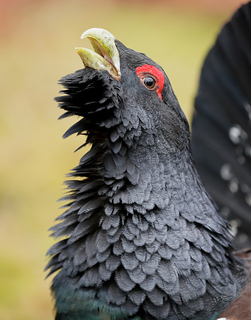 Capercaillie Tetrao urogallus