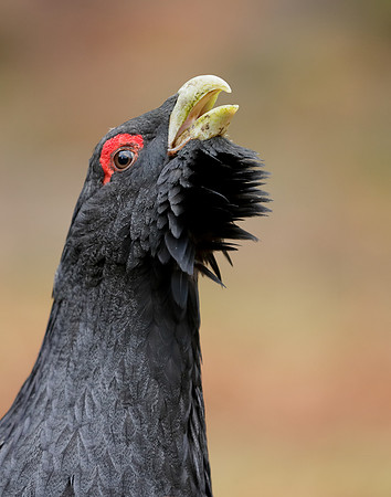 Capercaillie Tetrao urogallus