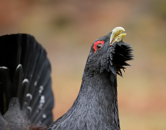 Capercaillie Tetrao urogallus