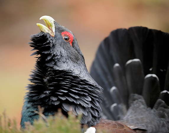 Capercaillie Tetrao urogallus