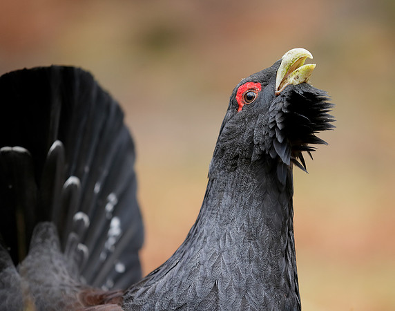 Capercaillie Tetrao urogallus