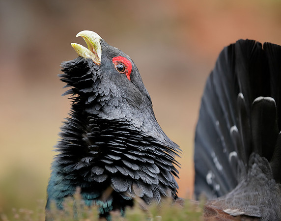 Capercaillie Tetrao urogallus