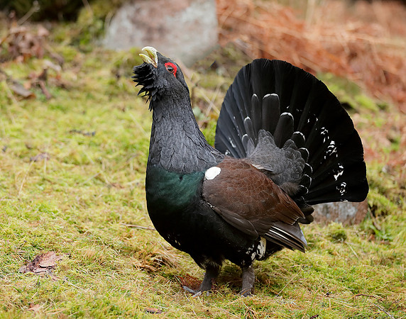 Capercaillie Tetrao urogallus