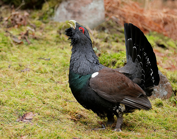 Capercaillie Tetrao urogallus