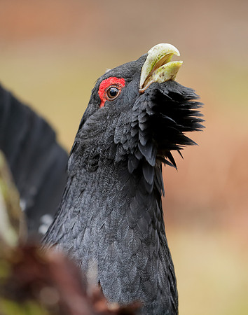 Capercaillie Tetrao urogallus