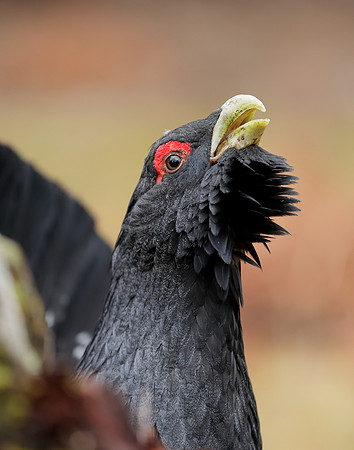 Capercaillie Tetrao urogallus