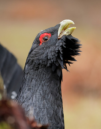 Capercaillie Tetrao urogallus