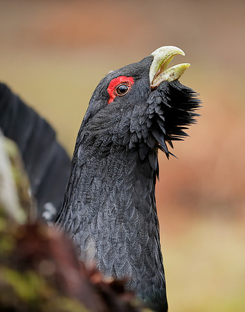 Capercaillie Tetrao urogallus