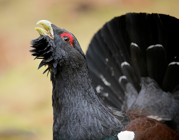 Capercaillie Tetrao urogallus